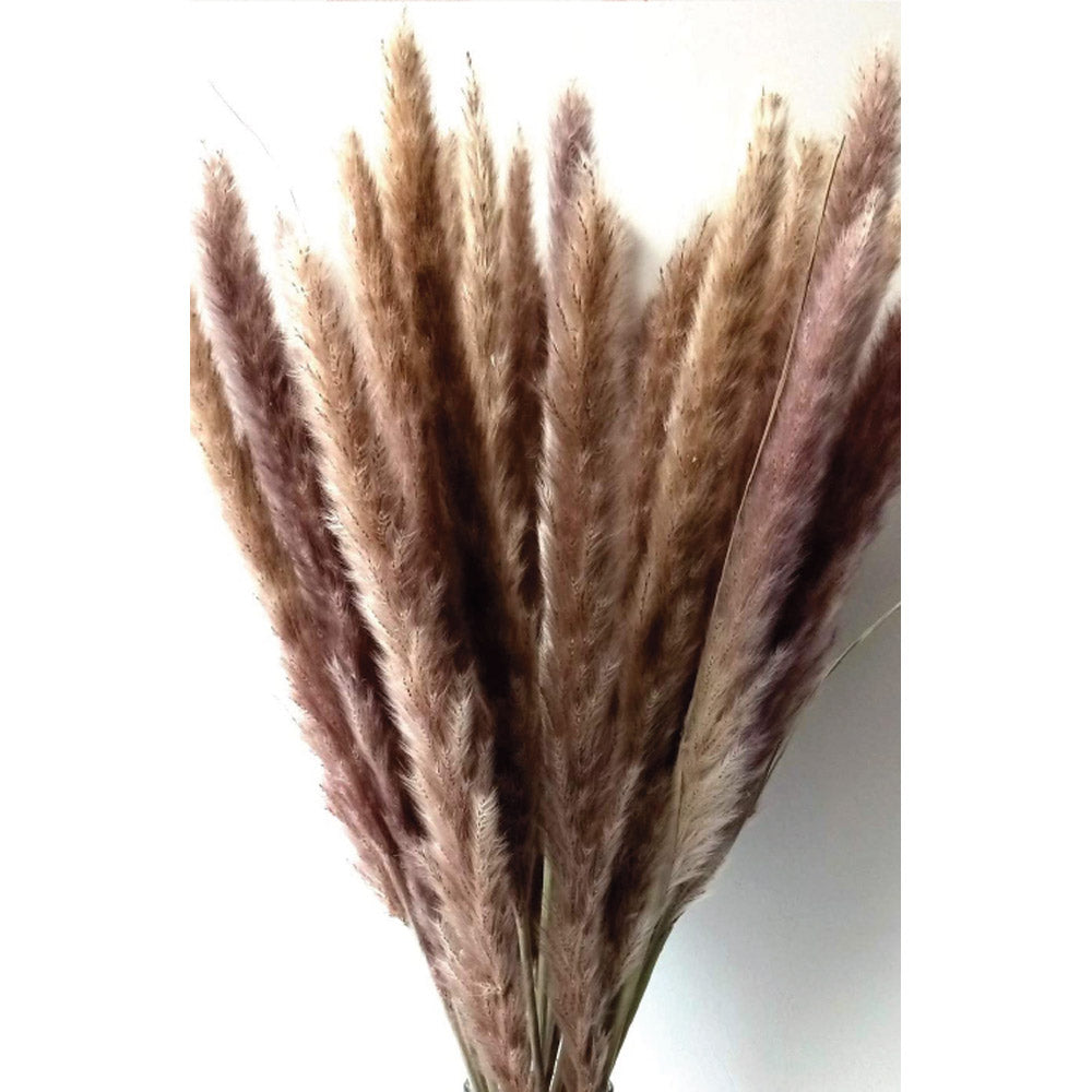 Pamas de Siena
