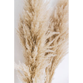Shopnomads Berlin Pampas Beige 3 Stems Home Decor