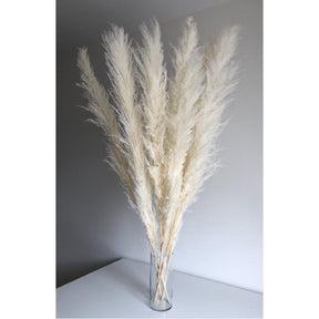 Shopnomads Milan Pampas White 1 Stem Home Decor