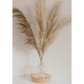 Shopnomads Nomads Bundle Pampas Multi Natural 5 Stems Home Decor