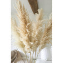 Shopnomads Santorini Pampas White 1 Stem Home Decor