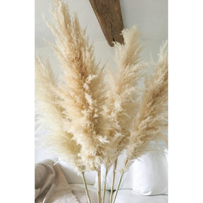 Shopnomads Santorini Pampas White 1 Stem Home Decor